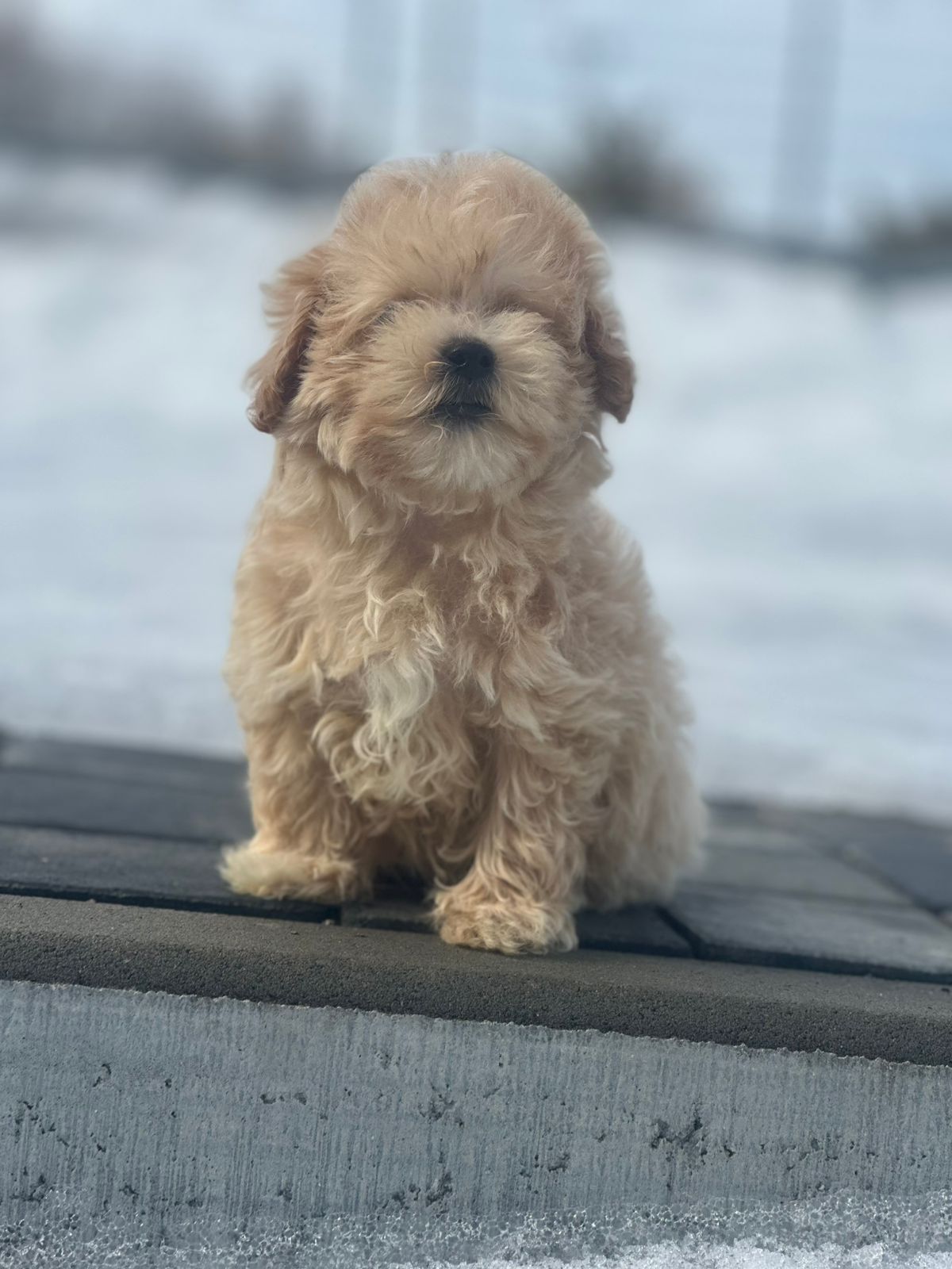 Щенки Мальтипу