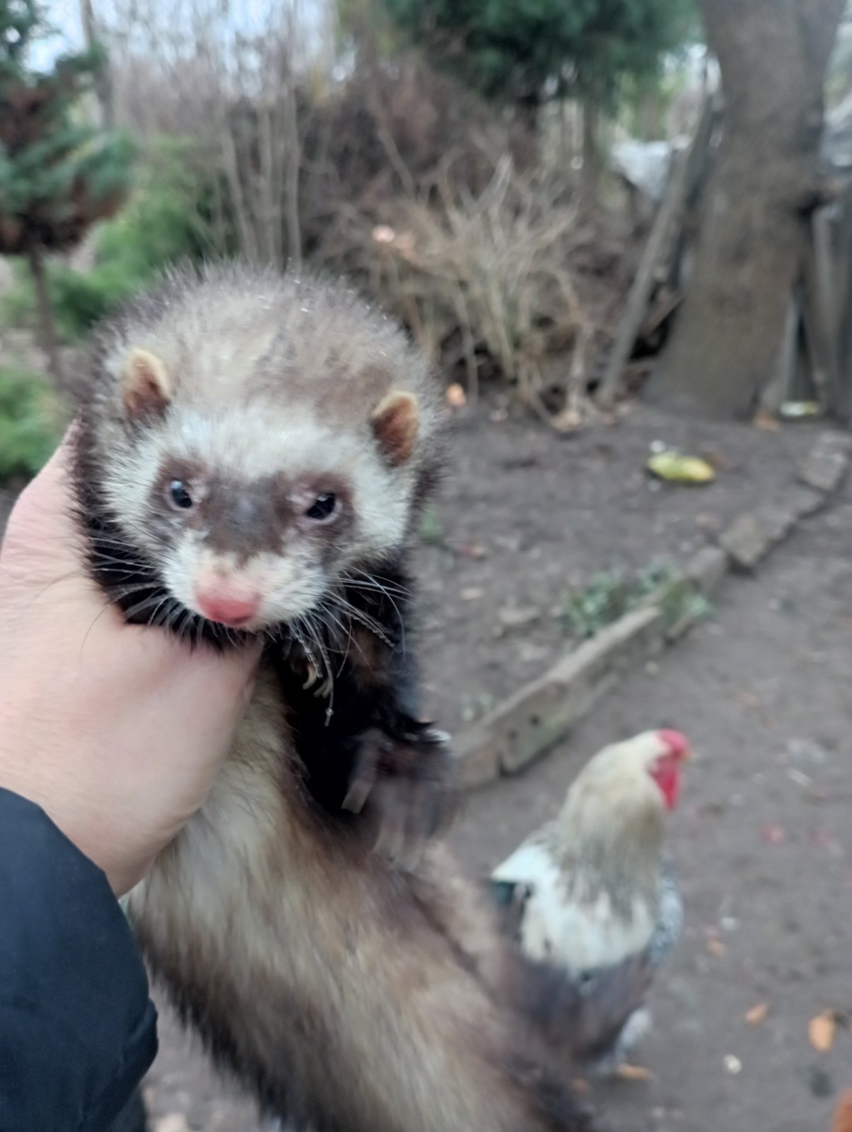 Продам Фретку девочку