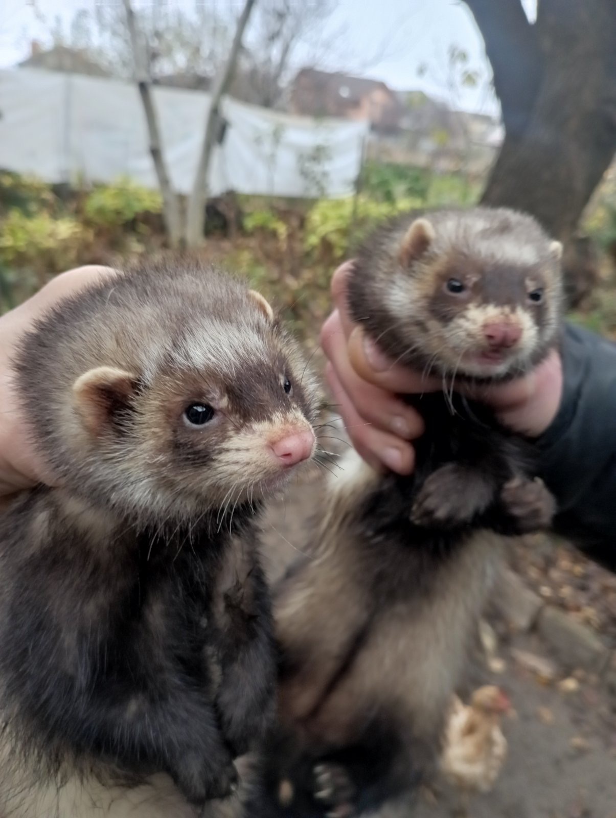 Продам Фретку девочку