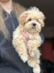 Щенки Мальтипу