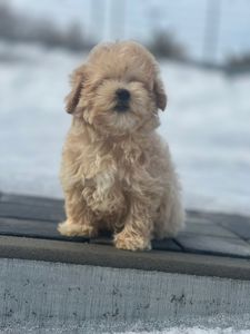 Щенки Мальтипу