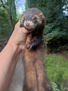 Продам Фретку девочку