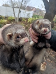 Продам Фретку девочку