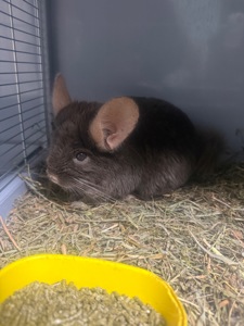 Шиншила хлопчики та дівчатка сірі, білі, бежеві, шоколадні