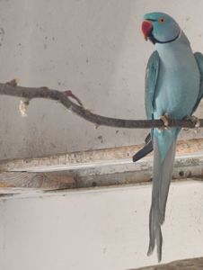 Продам папугу Крамера