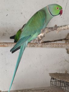 Продам папугу Крамера