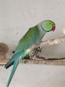 Продам папугу Крамера