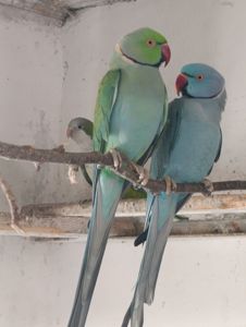 Продам папугу Крамера