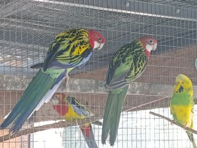 Продам розелу строкату