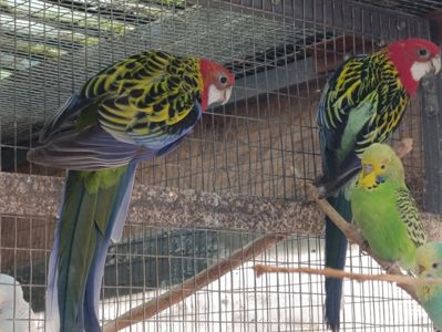 Продам розелу строкату