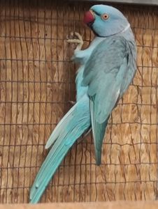 Продам папугу Крамера