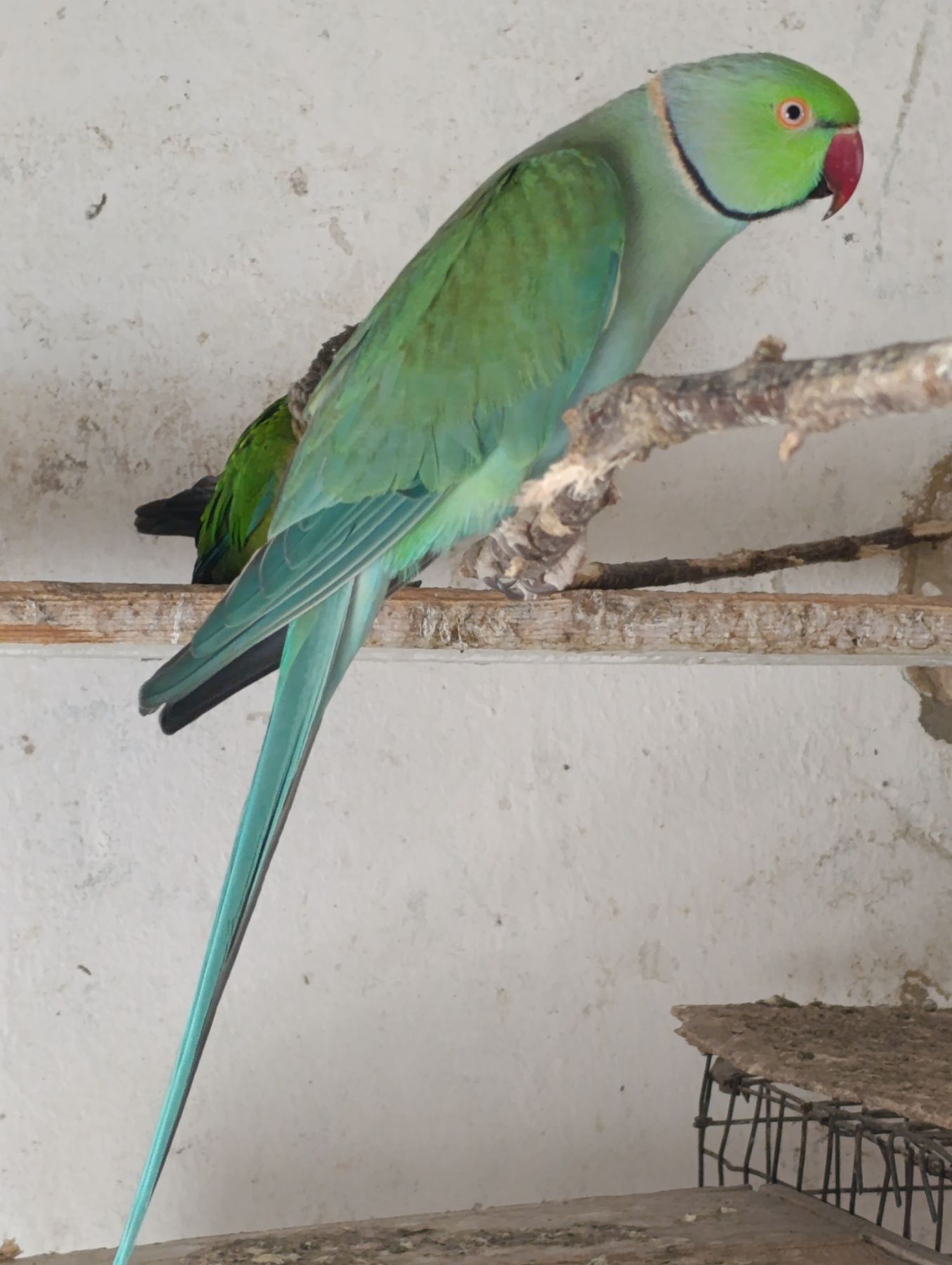 Продам папугу Крамера