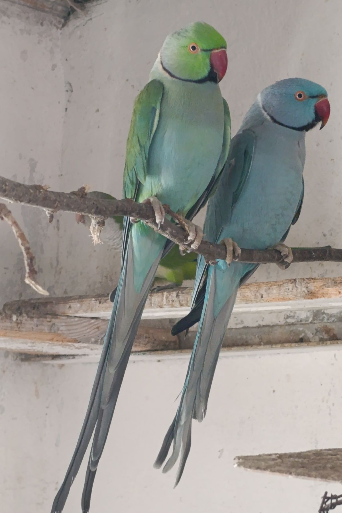 Продам папугу Крамера