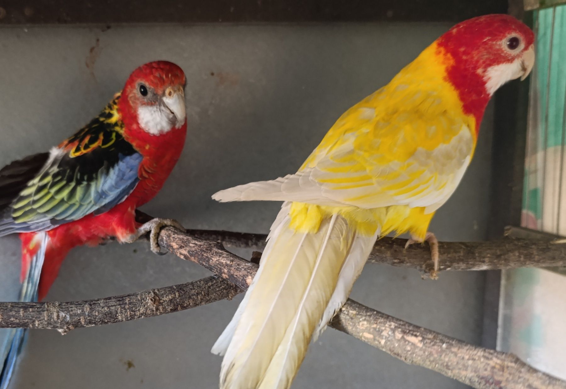 Продам розелу строкату