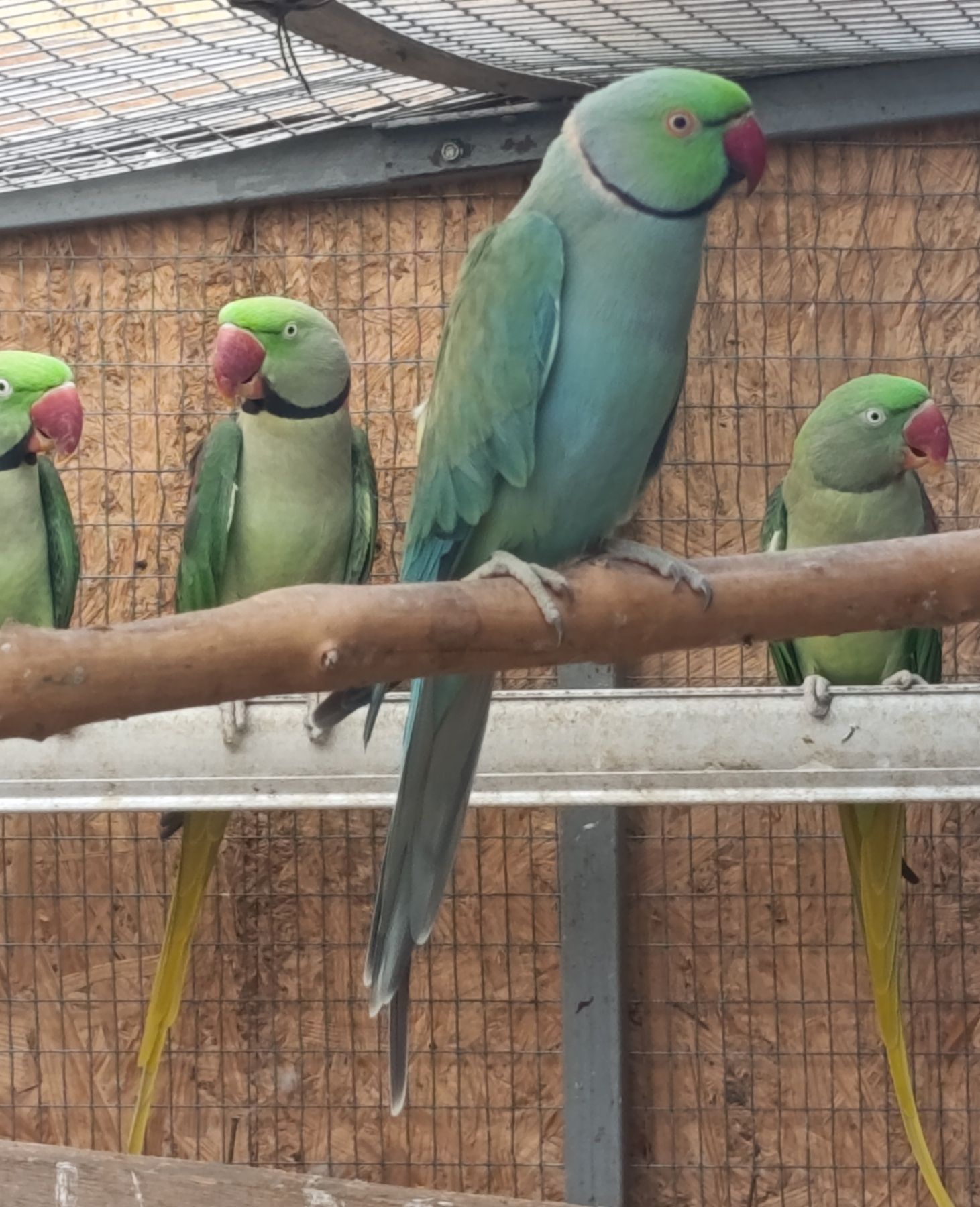 Продам папугу Крамера