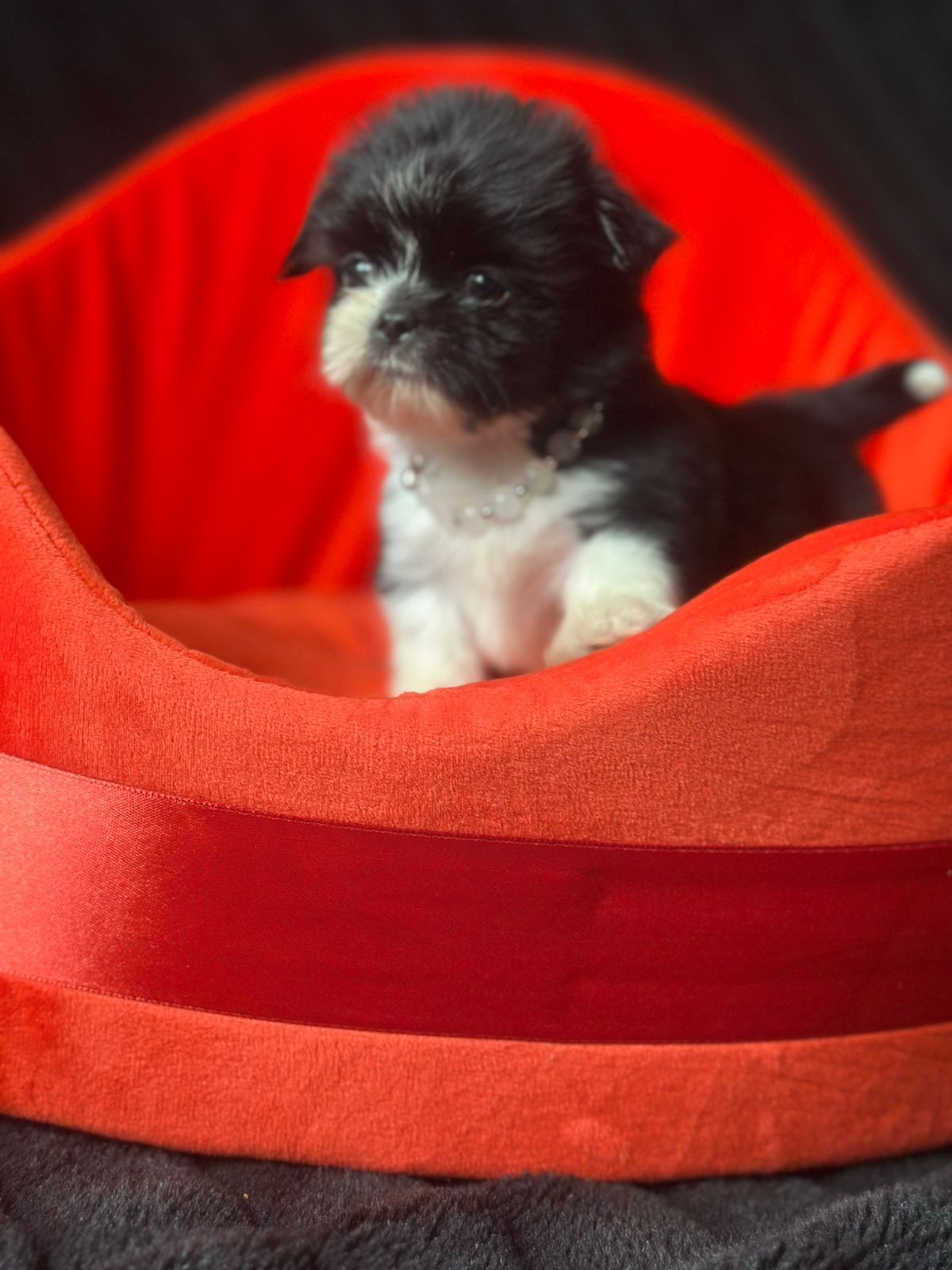 Щенки чихуахуа