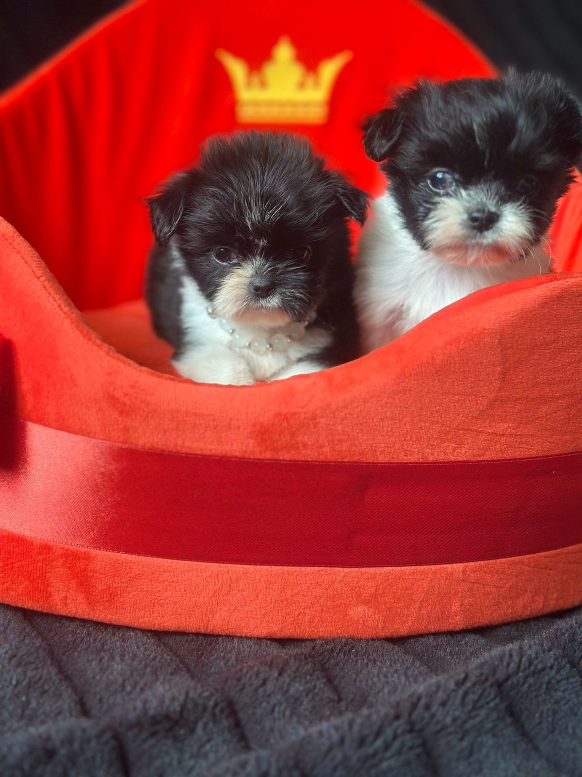 Щенки чихуахуа