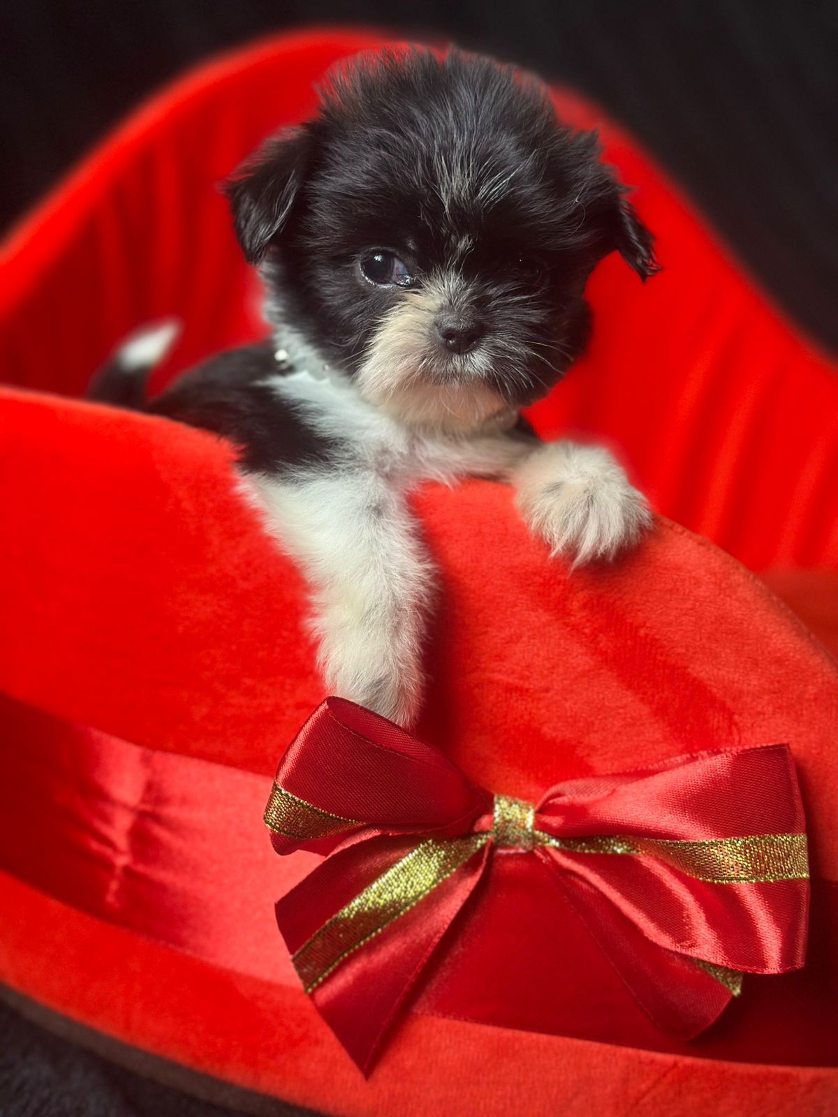 Щенки чихуахуа