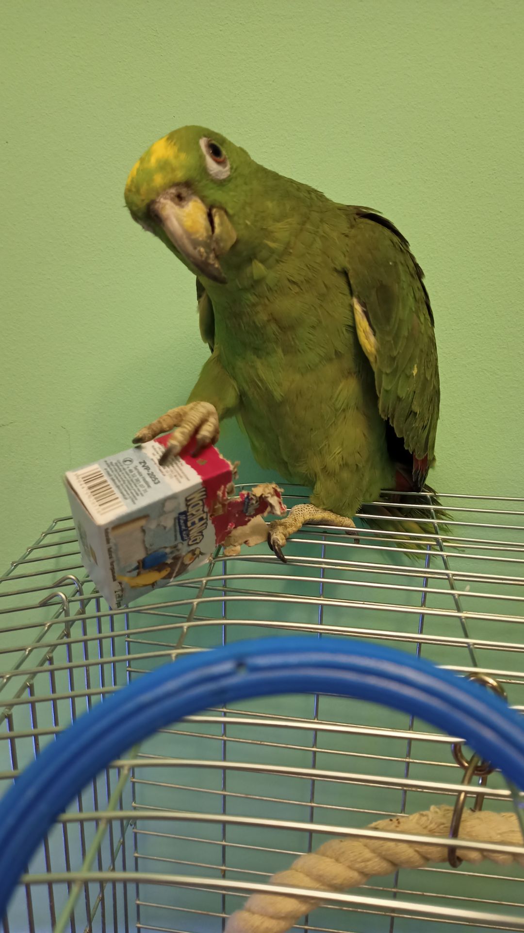 Продам молоденького амазонп