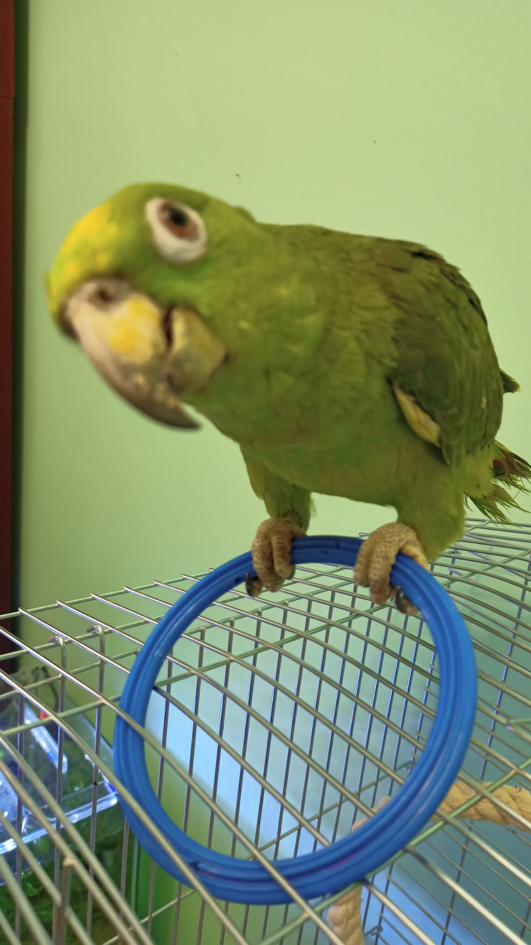 Продам молоденького амазонп