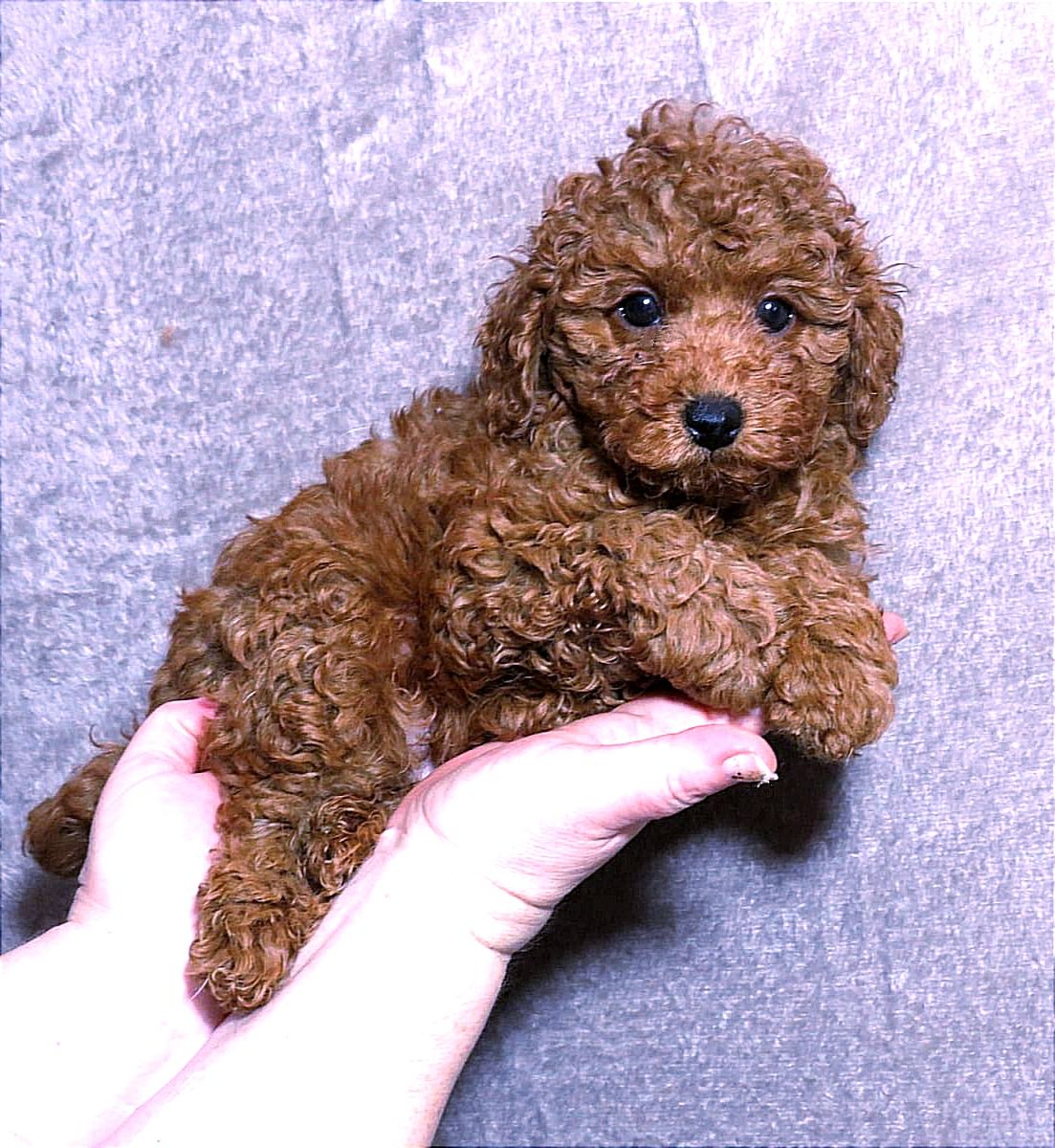 Той Пудель Ред Браун з документами клубу