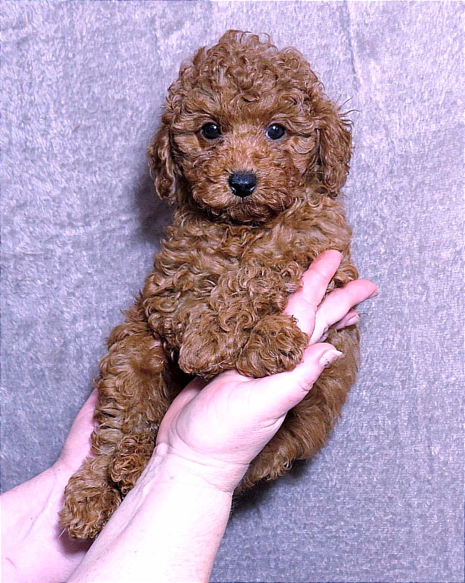 Той Пудель Ред Браун з документами клубу