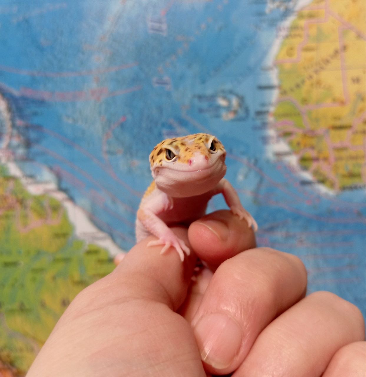 Эублефар, леопардовый геккон