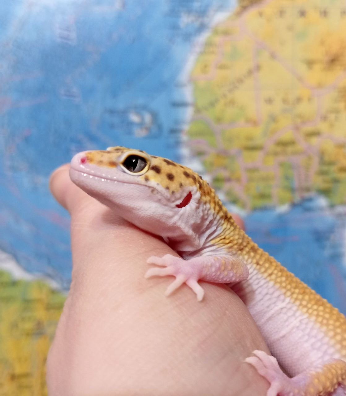 Эублефар, леопардовый геккон