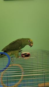 Продам молоденького амазонп