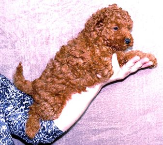 Той Пудель Ред Браун з документами клубу