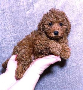 Той Пудель Ред Браун з документами клубу