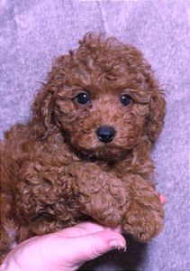 Той Пудель Ред Браун з документами клубу