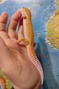 Эублефар, леопардовый геккон