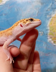 Эублефар, леопардовый геккон