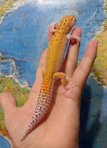 Эублефар, леопардовый геккон