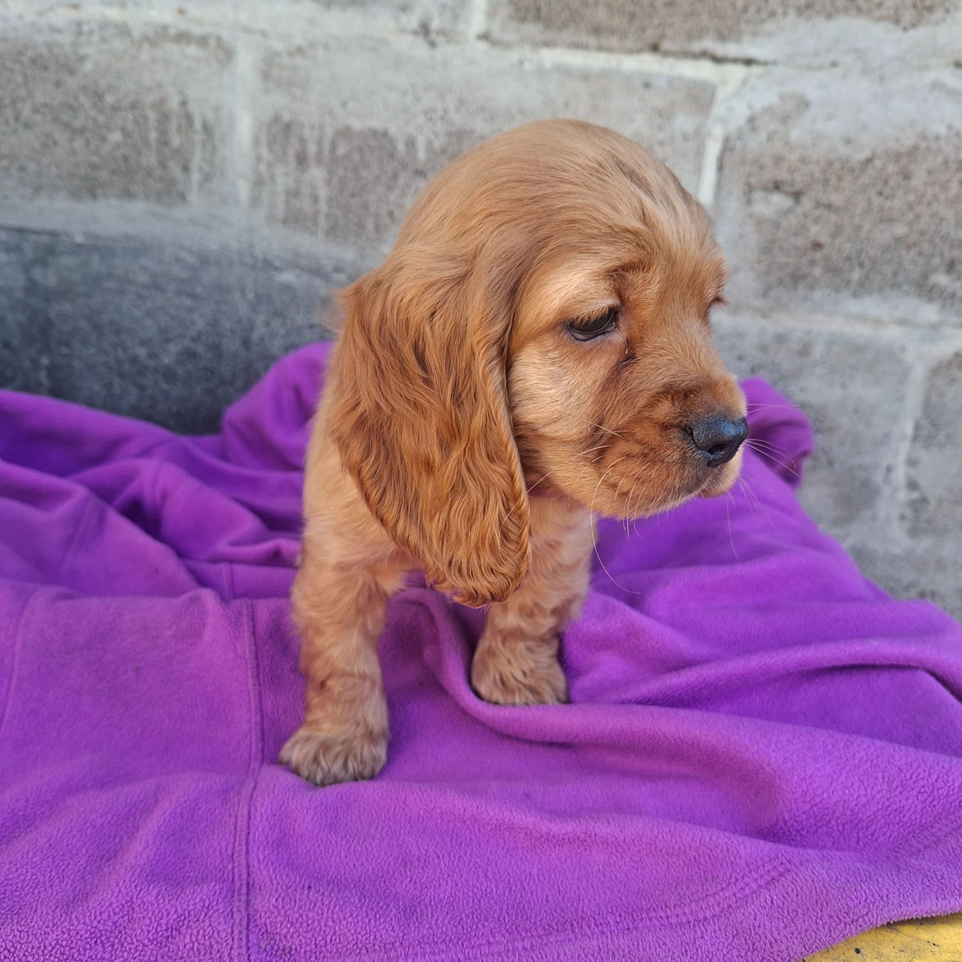 Дівчинка англійського кокер спаніеля