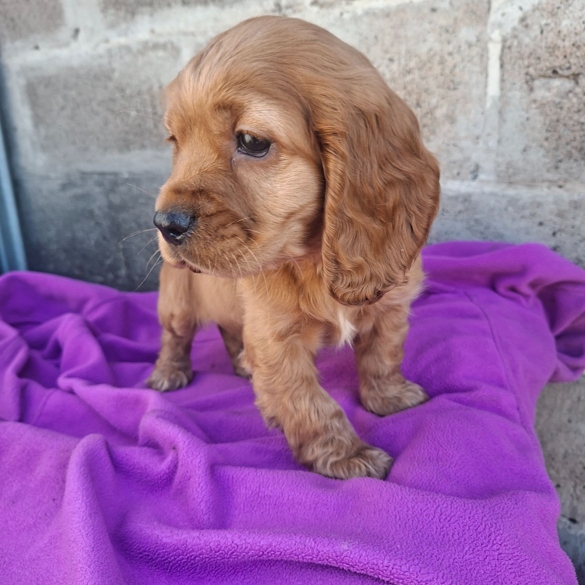 Дівчинка англійського кокер спаніеля