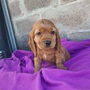 Дівчинка англійського кокер спаніеля