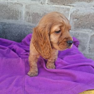 Дівчинка англійського кокер спаніеля