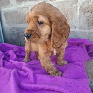 Дівчинка англійського кокер спаніеля