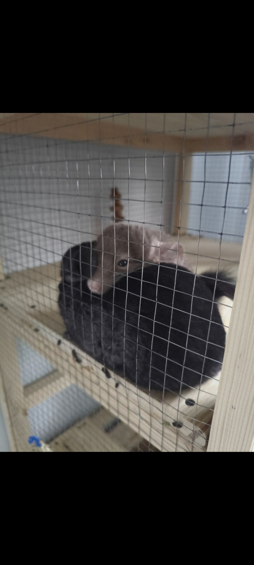 Две шиншиллы, девочки