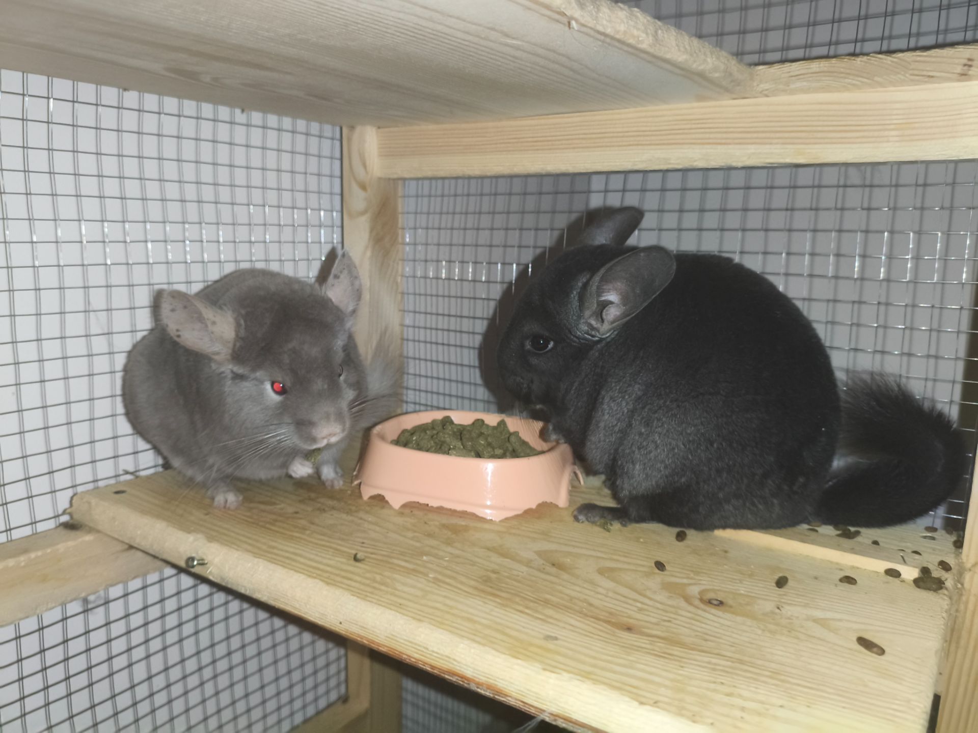 Две шиншиллы, девочки