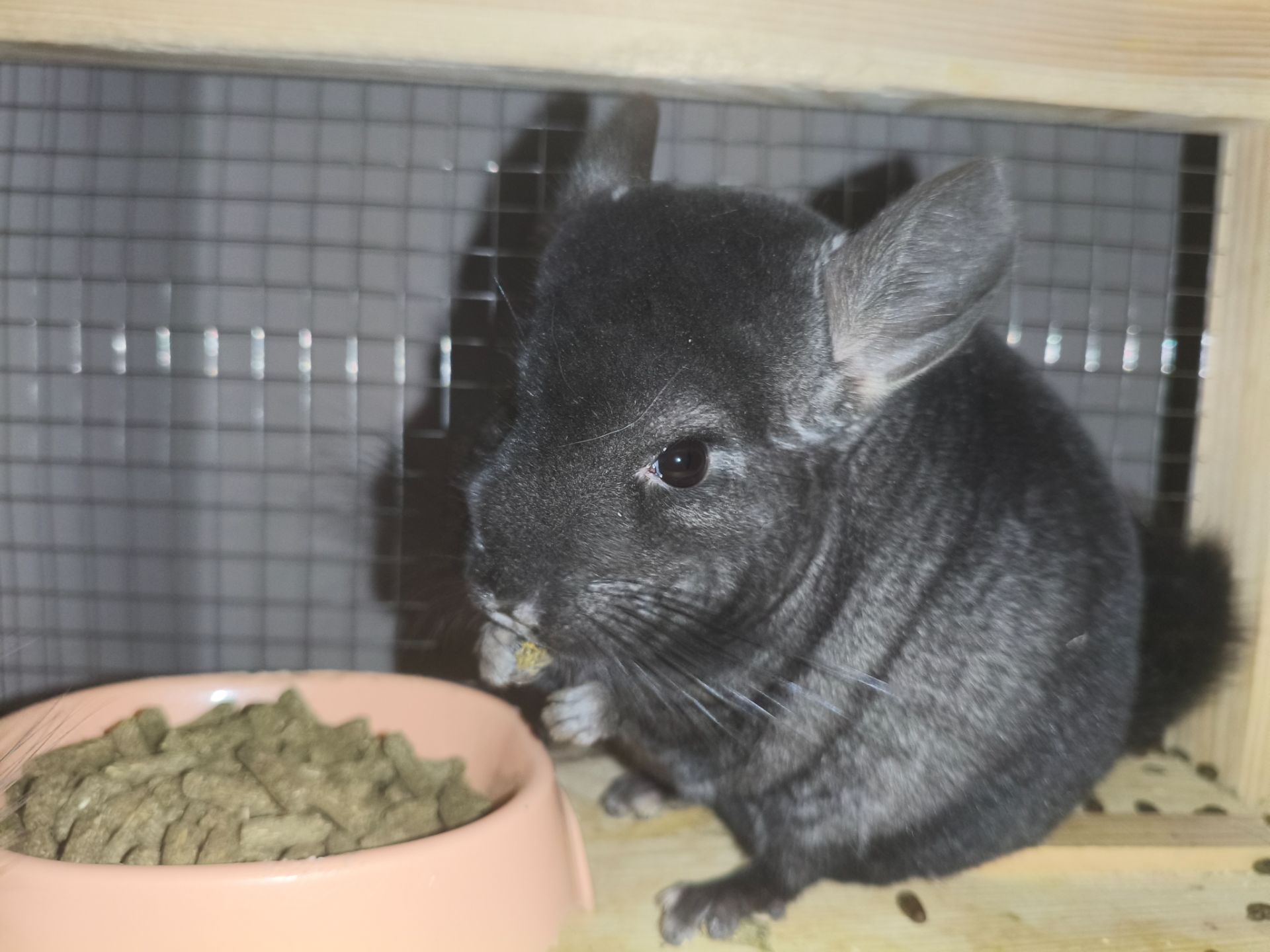 Две шиншиллы, девочки