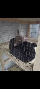 Две шиншиллы, девочки