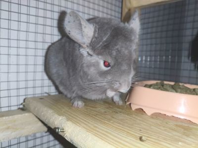 Две шиншиллы, девочки