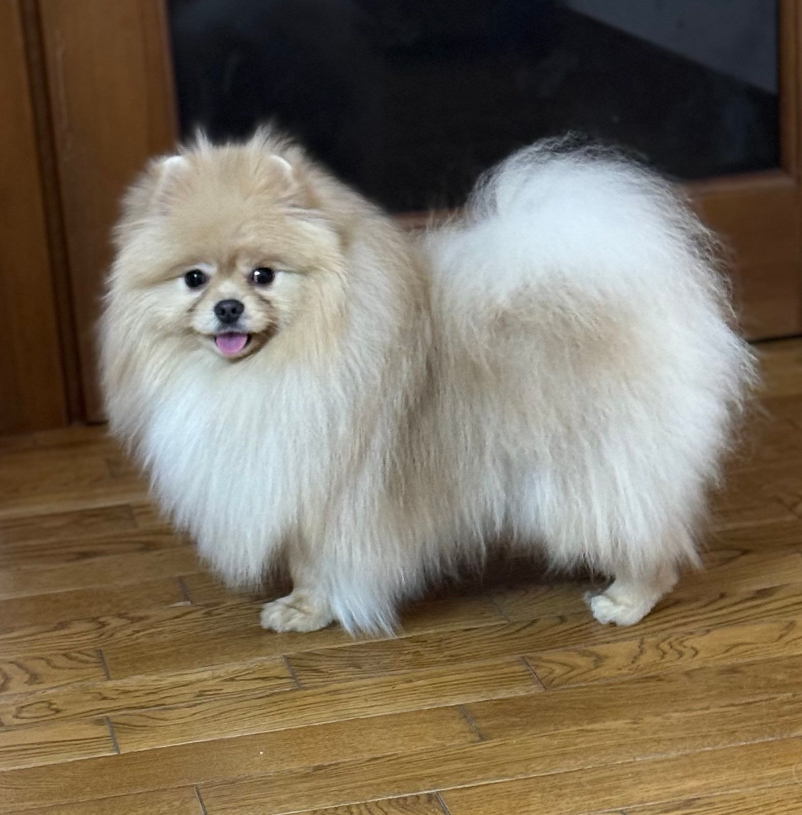 Померанський шпіц хлопчик