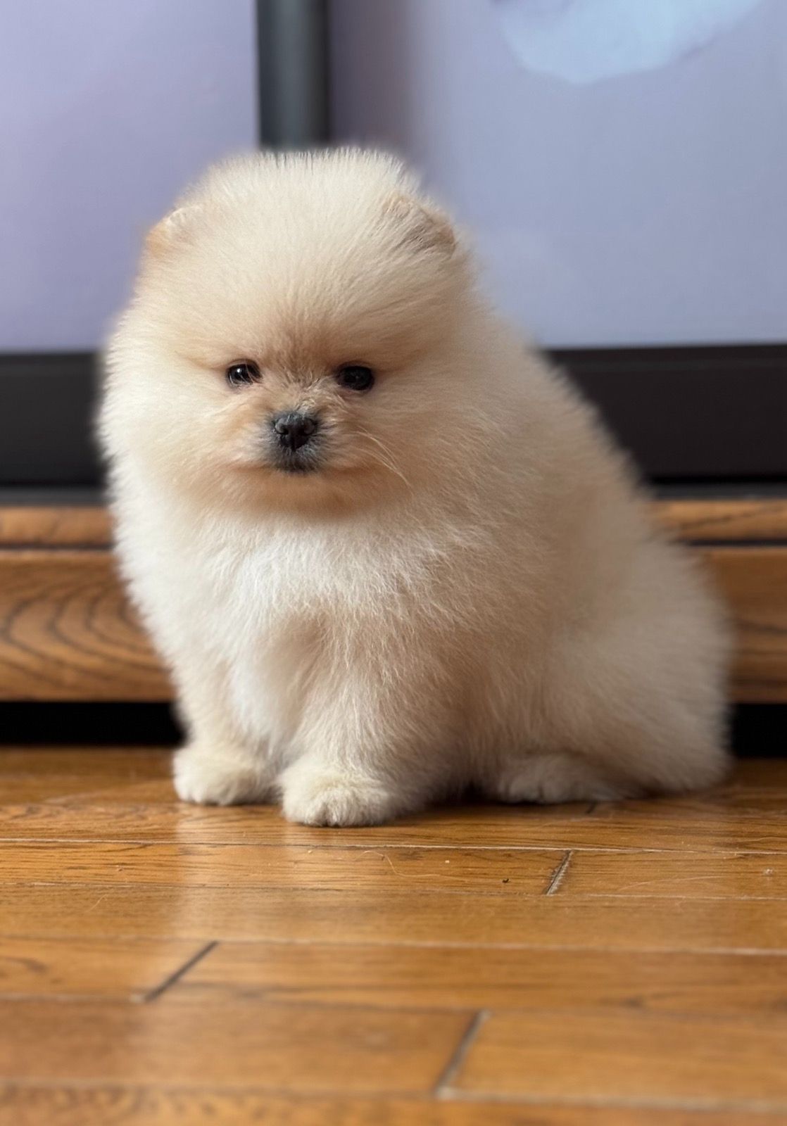 Померанський шпіц