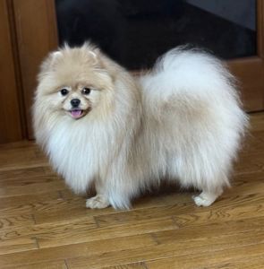 Померанський шпіц хлопчик