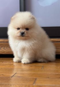 Померанський шпіц