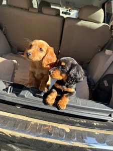 Чистокровна таксочка дівчинка